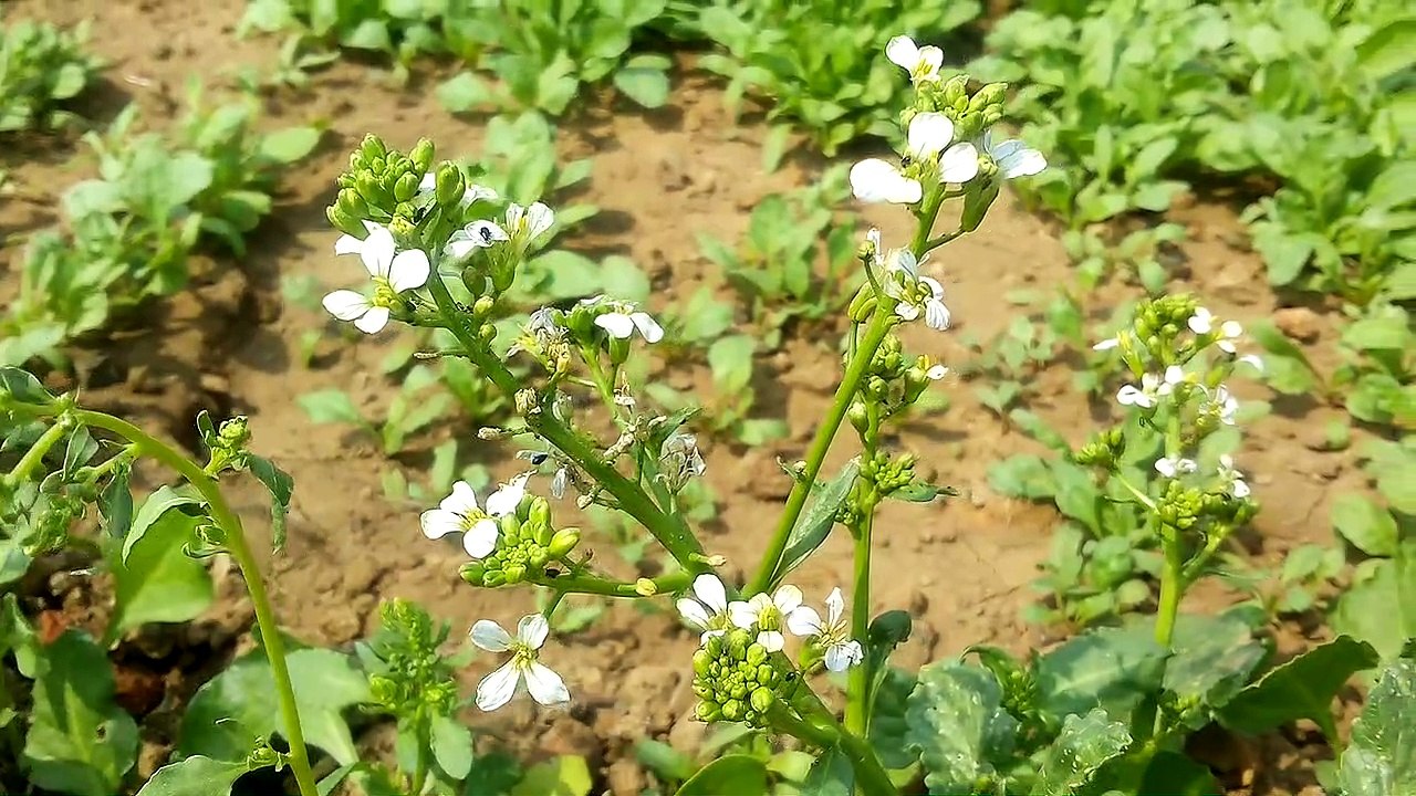 Radish flowers. Fleurs de radis.