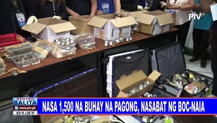 Nasa 1,500 na buhay na pagong, nasabat ng BOC-NAIA