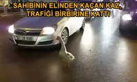 Sahibinin elinden kaçan kaz, trafiği birbirine kattı