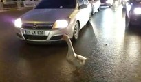 Sahibinin Elinden Kaçan Kaz Trafiği Birbirine Kattı