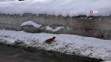 Kedinin karla imtihanı