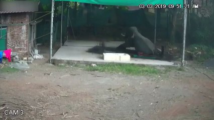 Man Crushed to Death While Bathing an Elephant