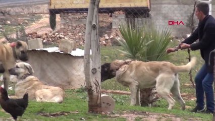 Şanlıurfa Güçlü ve İri Cüsseli 'Guregh' Köpekleri, Otomobil Fiyatına Satılıyor