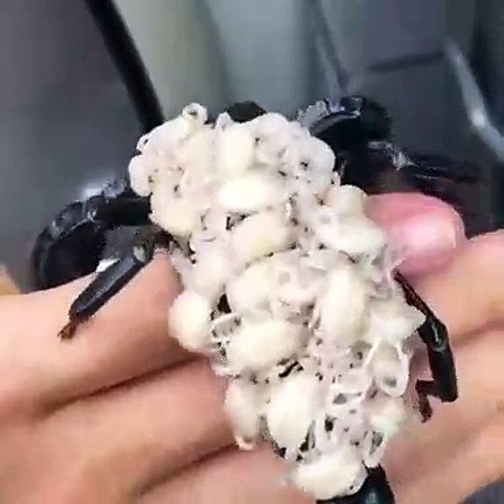 Un scorpion et ses bébés