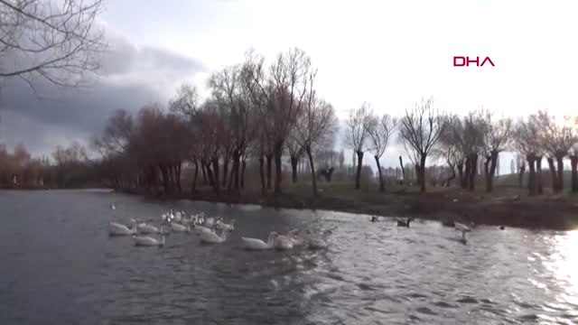 Aksaray Hobi Olarak Başladığı Kaz Yetiştiriciliğini Gelir Kapısına Dönüştürdü