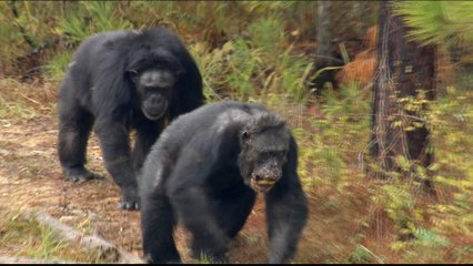 Chimpanzees go into retirement as US relaxes animal testing