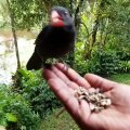 A nice video to see the skill with which the bird peels the cover of that sunflower seed!