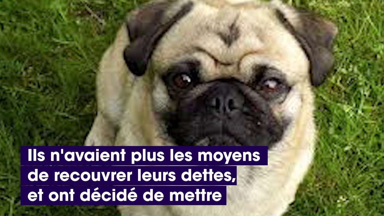 Ils vendent leur chien pour rembourser leurs dettes