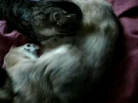 mon chat tête ma chienne!!! catrip!!!