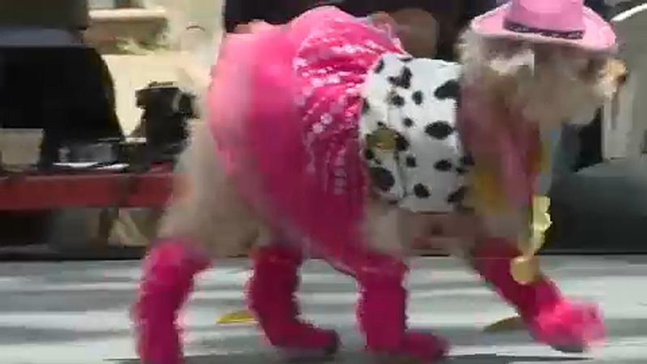 Venezuela – auf den Hund gekommen