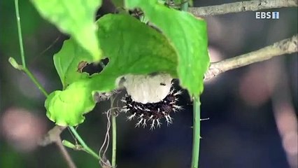 영월출장안마 -100%미인ョØ7Øf8810a0184【xpf889카톡】영월전지역출장마사지샵영월출장go안마ok영월출장마사지황형ФХЦ출장미녀아가씨강추