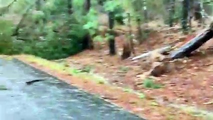 Más de una veintena de muertos en Alabama por los tornados