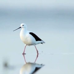 Banded Stilt (Cladorhynchus leucocephalus)