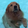 Ce beau chien s'amuse dans l'eau et sait nager comme un professionnel