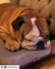 Découvrez comment ce gros chien a bien passer son dimanche