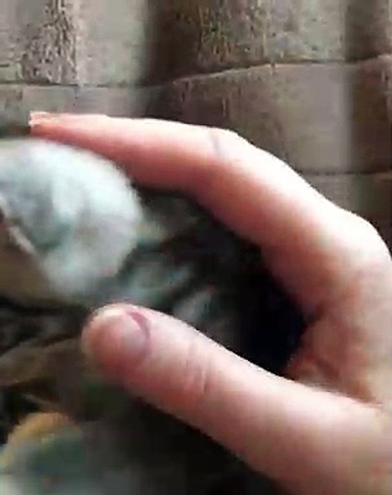 Ces chatons adorent les caresses. Leur attitude est trop mignon