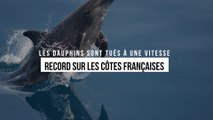 Les dauphins sont tués à une vitesse record sur les côtes françaises