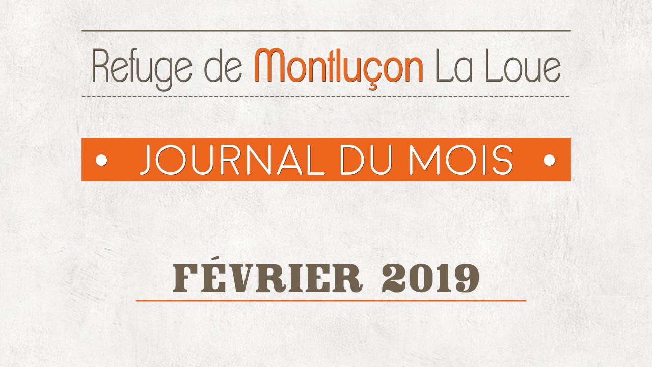 Un mois au refuge SPA de Montluçon : février 2019