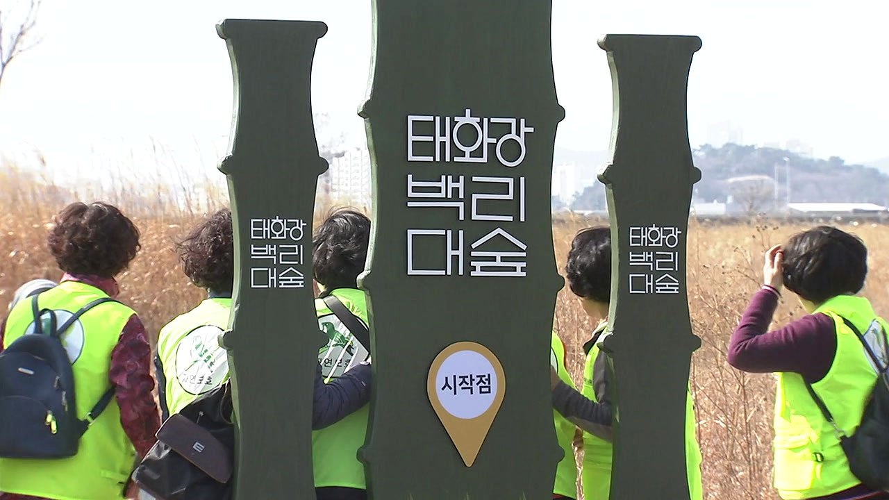 [울산] 울산, '백리대숲' 조성 동참 시민 모집 / YTN