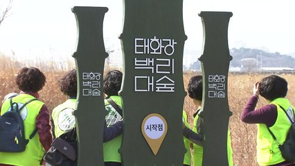 [울산] 울산, '백리대숲' 조성 동참 시민 모집 / YTN