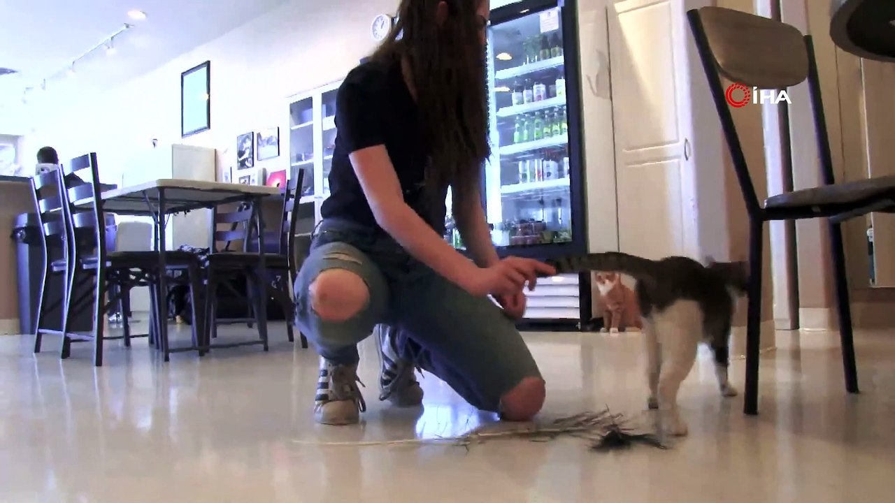 - 'Kedi Kafe' İlgi Topluyor