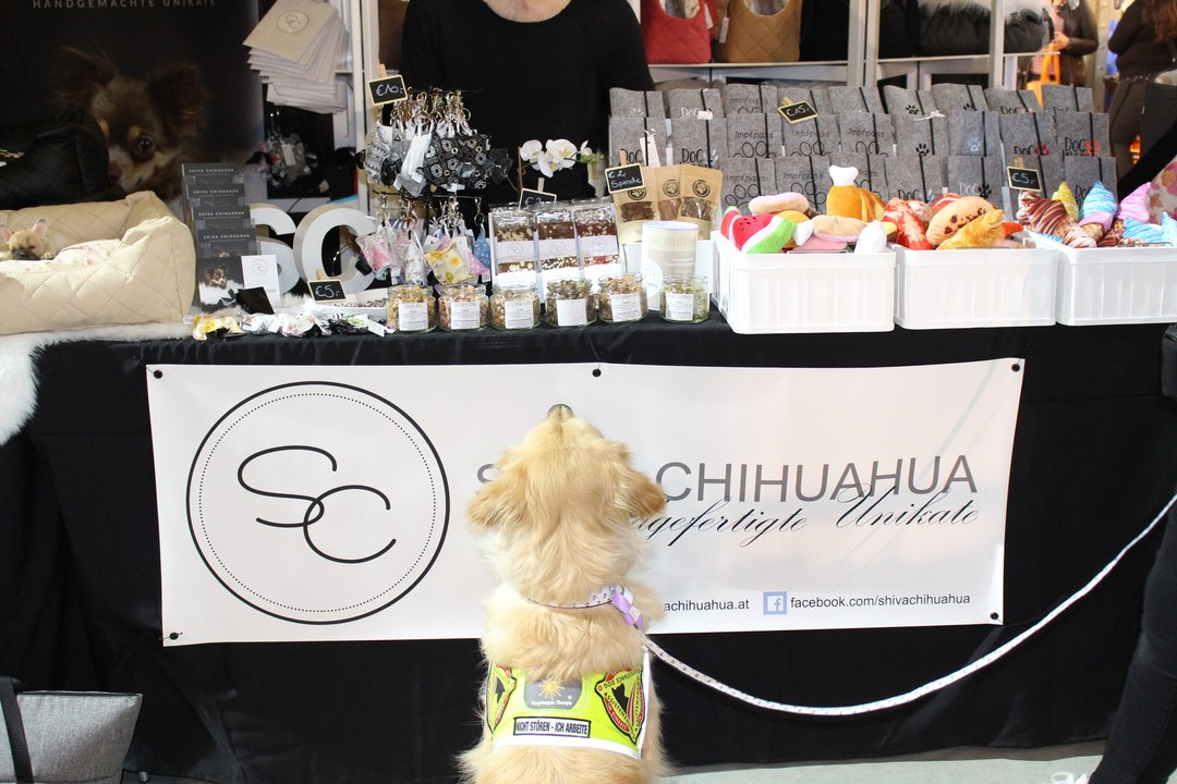 Shiva Chihuahua & Nobelpfote - Haustiermesse Wien 2019