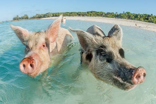 Bahamas : l'île aux cochons