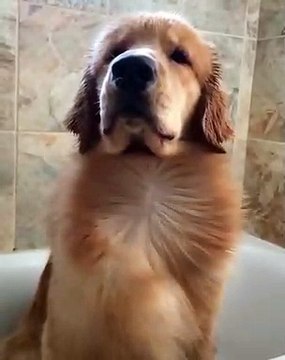 Chien sous le séchoir : essayez de ne pas rire !