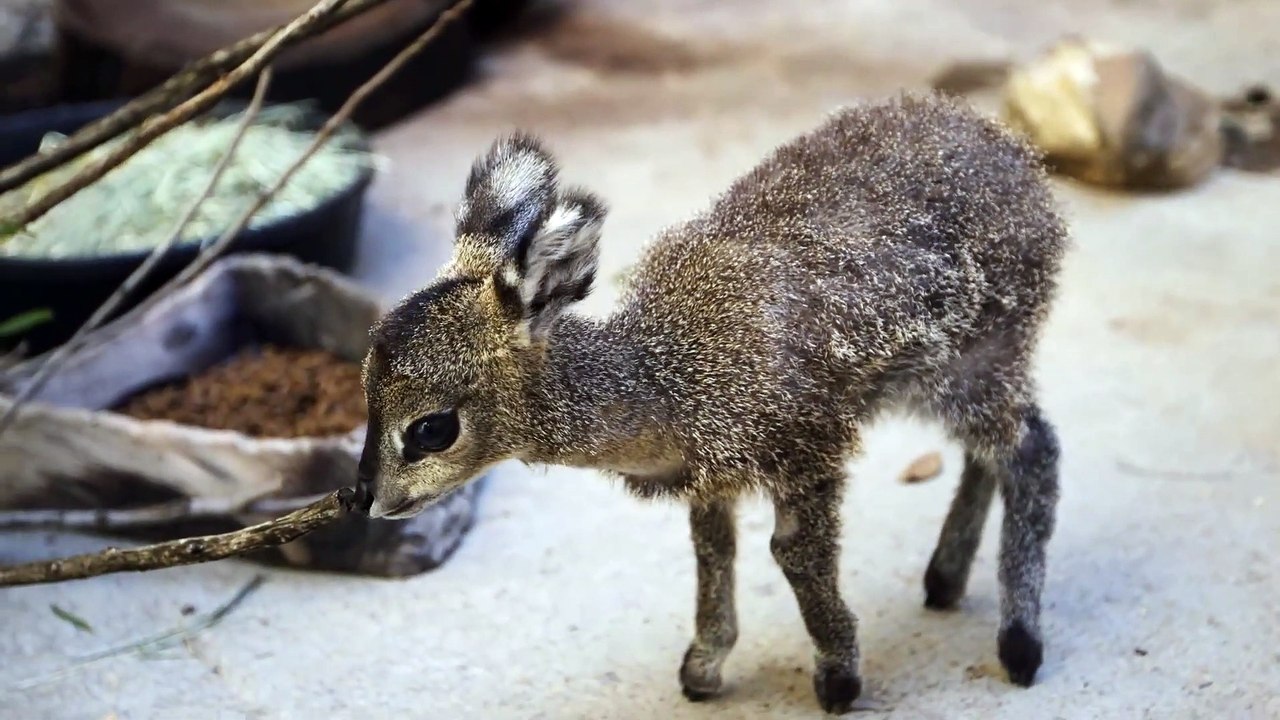 Baby Klipspringer Bottle Feeding