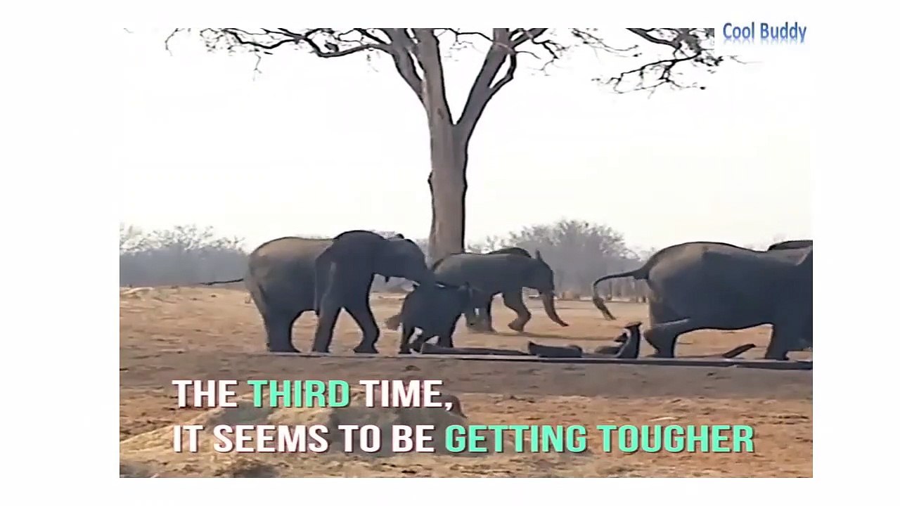 Lions Circle Trapped Baby Elephant UNTIL Another Elephant Family Shows Up