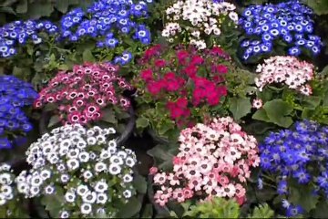 STUNNING FLOWER BEAUTY-THE DIVINE WONDER OF NATURE