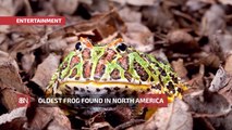 The Oldest Frog Has Been Found In Arizona