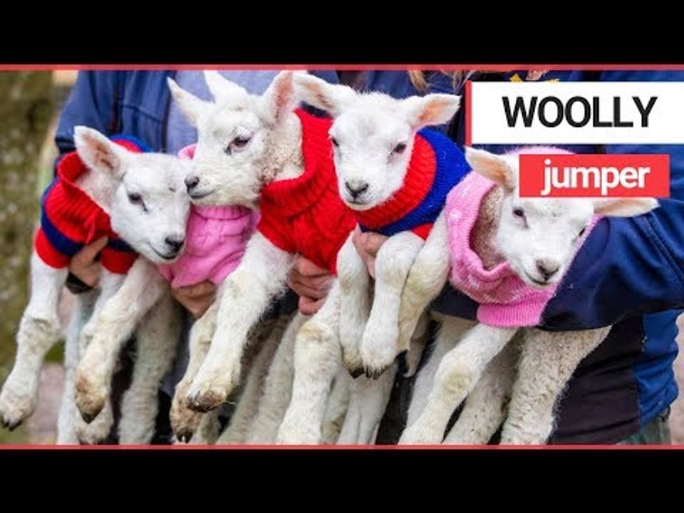 Five newborn lambs dressed in woolly jumpers to keep them warm | SWNS TV