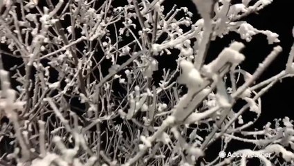 Stunning closeup of rime ice forming overnight