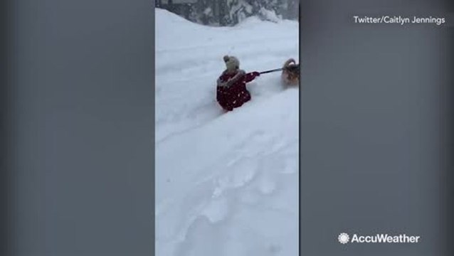 It's a great day for some dog sledding