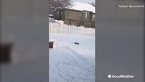 Tiny pug practically swims in snow