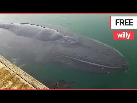 Moment a young humpback whale broke free after it got stuck in shallow British waters | SWNS TV