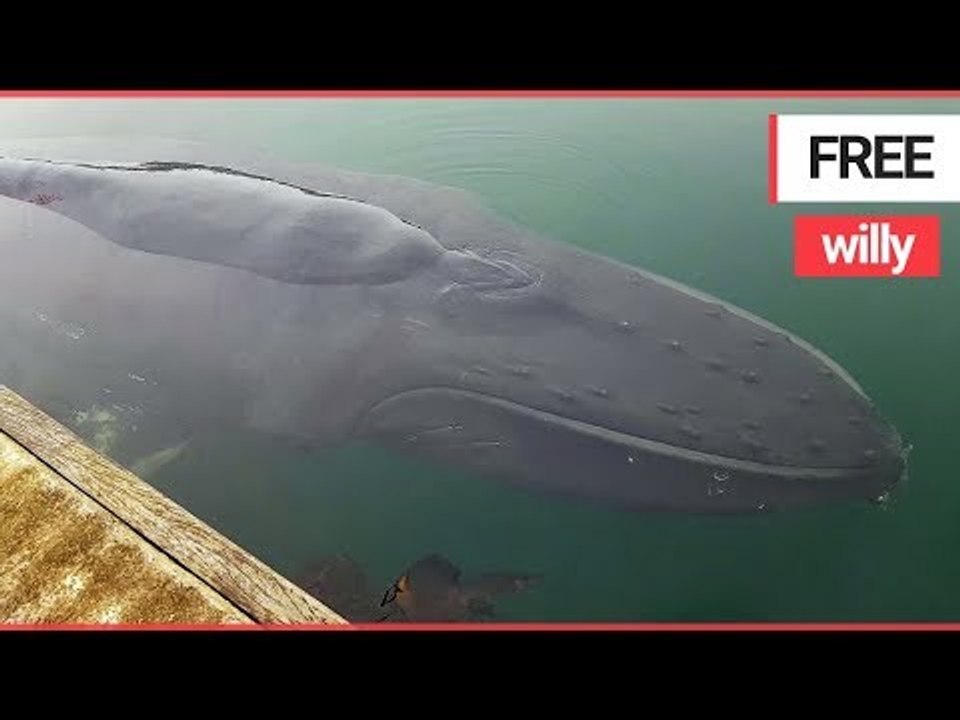 Moment a young humpback whale broke free after it got stuck in shallow British waters | SWNS TV
