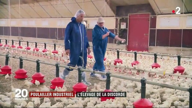 Pas-de-Calais : un projet d'élevage industriel de poulets contesté