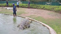 L'heure du repas pour cet énorme crocodile de nouvelle guinée