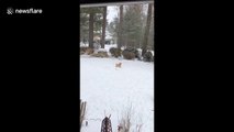 Dog stick trick: pup breaks and catches broken branch