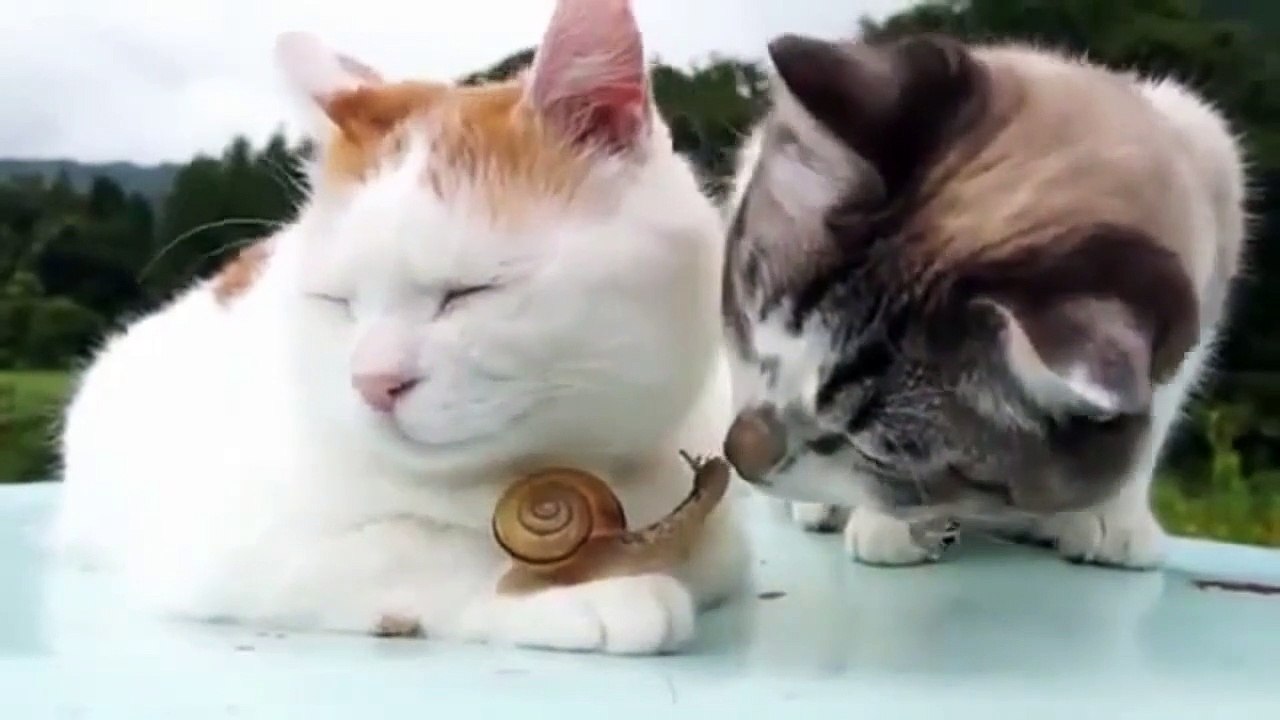 Funny and Cute ANIMALS! - 11