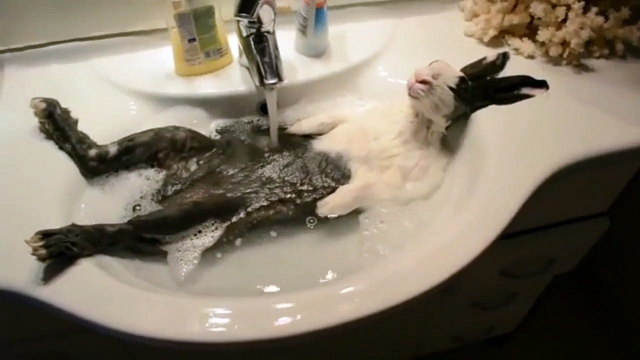 Funny and Cute ANIMALS !! - 12