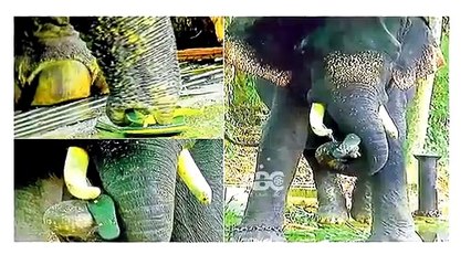 പാപ്പാനോട് ആനയുടെ സ്നേഹം കണ്ടുനിന്നവരുടെ കണ്ണ് നിറയിച്ചു | Arun