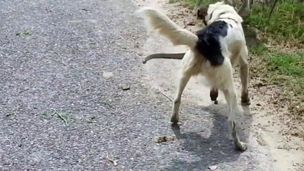Dog Vs Snake Fight To The Death