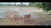 Dog Killing Snake ¦ Amazing Dog Hunting Bite Vicious Snake