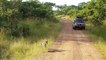 Leopard vs Dog vs Monitor lizard Real Fight ¦ Most Amazing Moments Of Wild Animal Fights and Attack