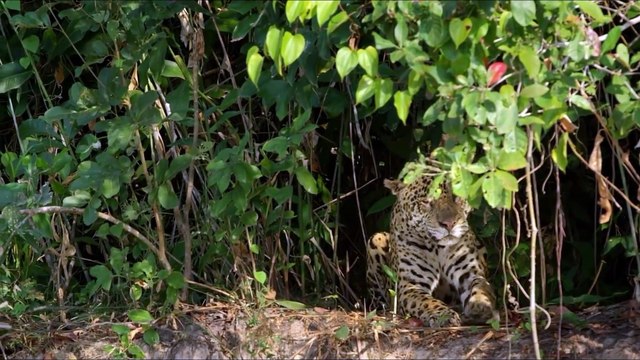 Jaguar Attacks Caiman Crocodile ¦ Jaguar is the winner - Most Amazing Moments Of Wild Animal Attacks