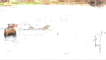 Monitor Lizard Vs Dog Real Fight