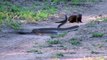 Top 10 Snake vs Mongoose Real Fight ¦ Most Amazing Moments Of Wild Animal Fights